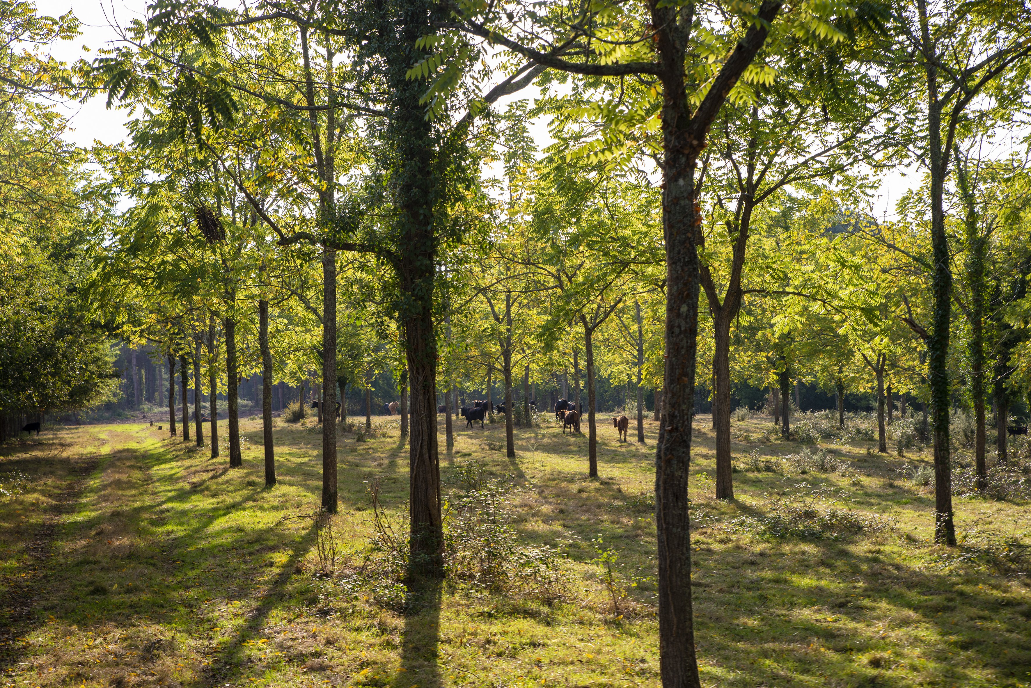 Ganaderia Nogues - photo 3