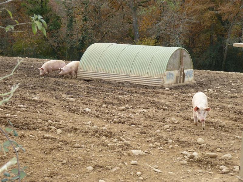 La Ferme aux jambons - EARL TAILLEUR