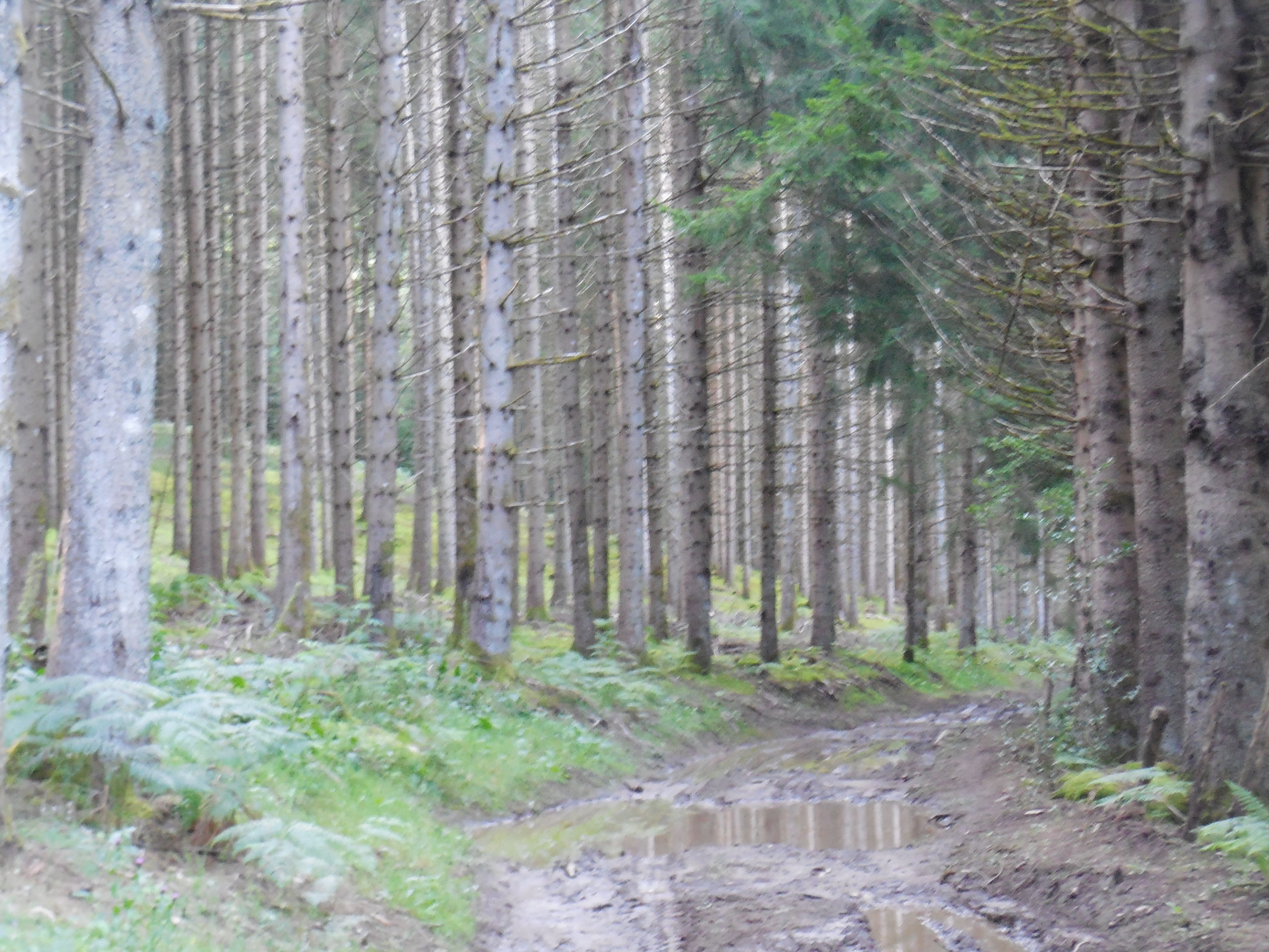 Chemin de Gioux - 17 km, Sornac - photo 3