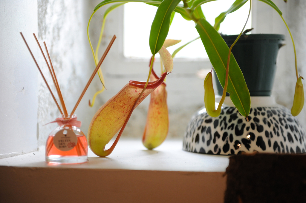 Le Logis des animaux mystérieux du parc animalier des Clautres, Bord-Saint-Georges - photo 24