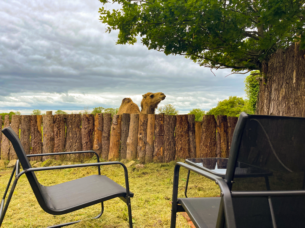 Le Logis des animaux mystérieux du parc animalier des Clautres, Bord-Saint-Georges - photo 14