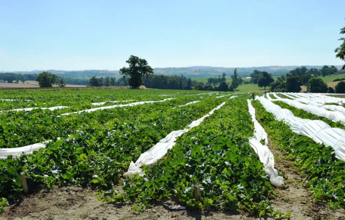 Gîte de Couyrasse, Moncrabeau - photo 11
