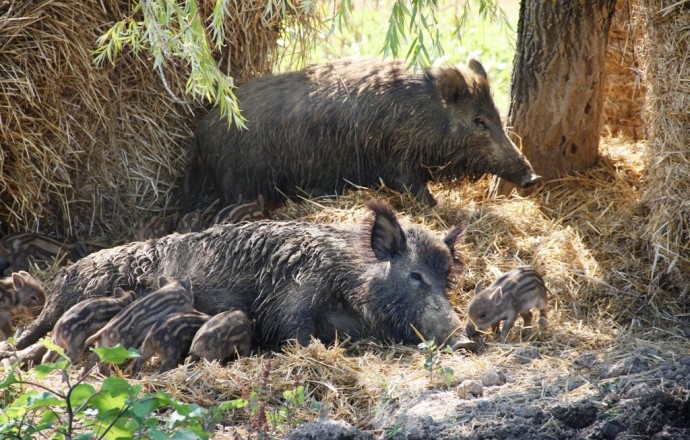 Gîte L'Olivier, Montagnac-sur-Auvignon - photo 6