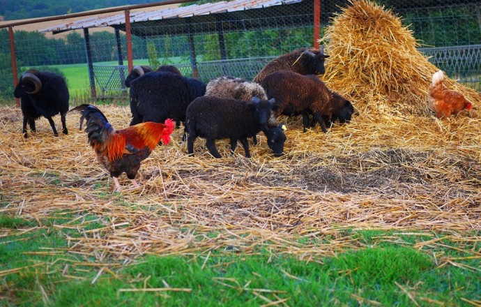 Gîte L'Olivier - photo 5