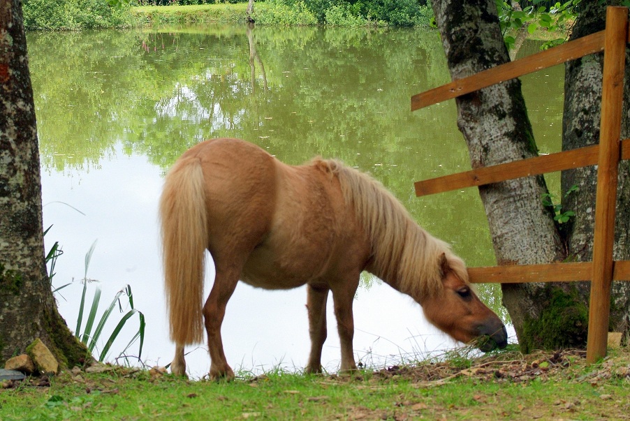 La Clé des Champs, Scillé - photo 12
