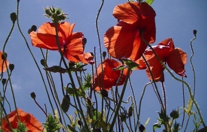 Gîte Les Coquelicots, Nérac - photo 22