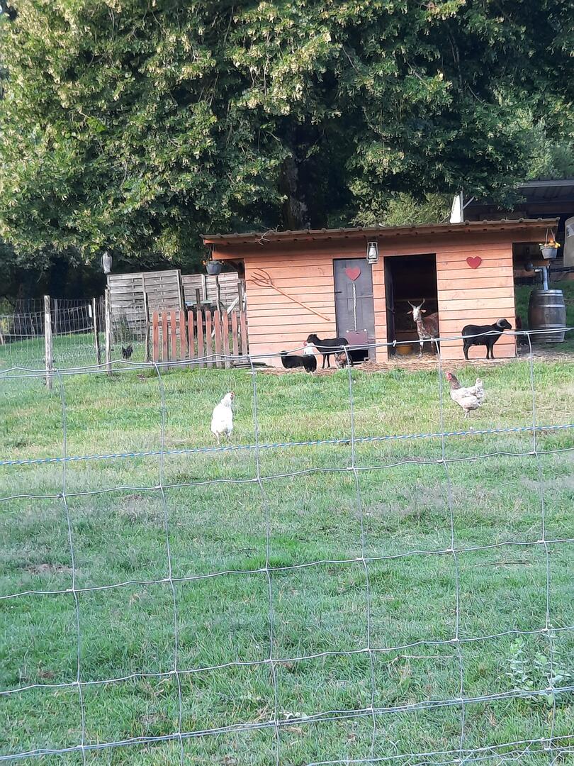 Gîte Les Papillons des bois, Thenon - photo 14