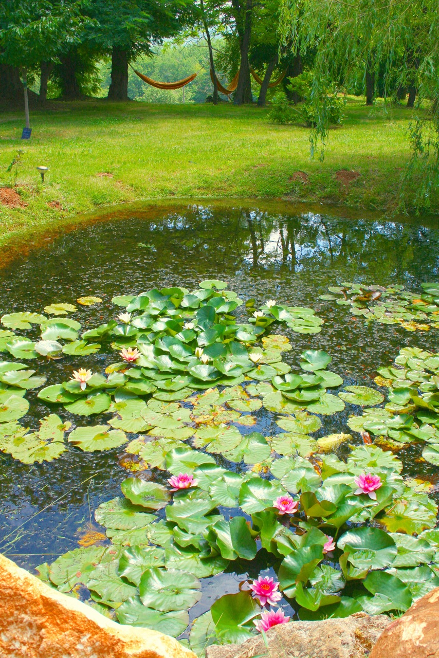 Ecrin de verdure, Simeyrols - photo 14