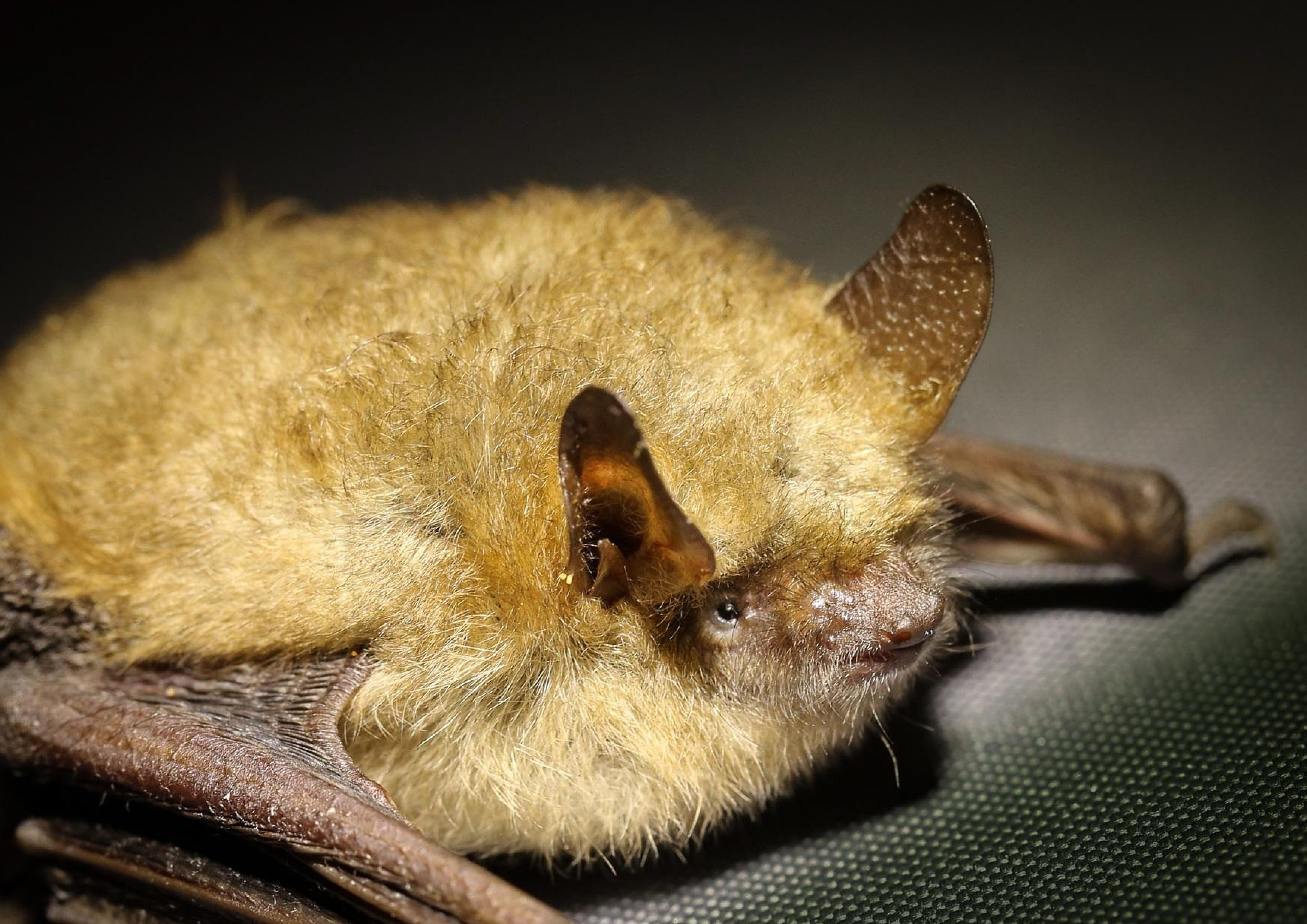 Atelier Brico'nature “Gîte à Chauve-souris” - photo 2
