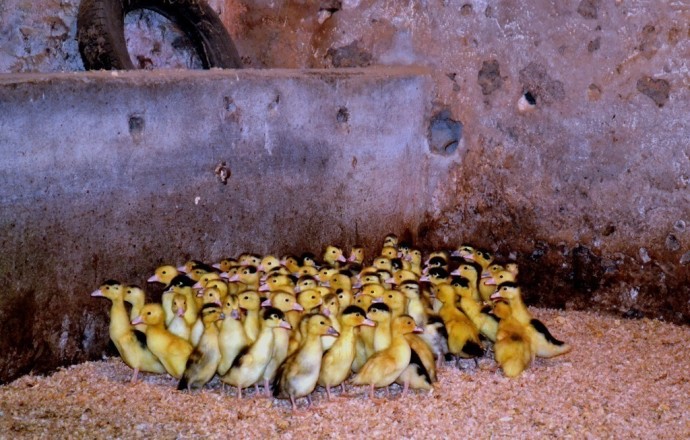 Gîte de Bacchus, Mézin - photo 8