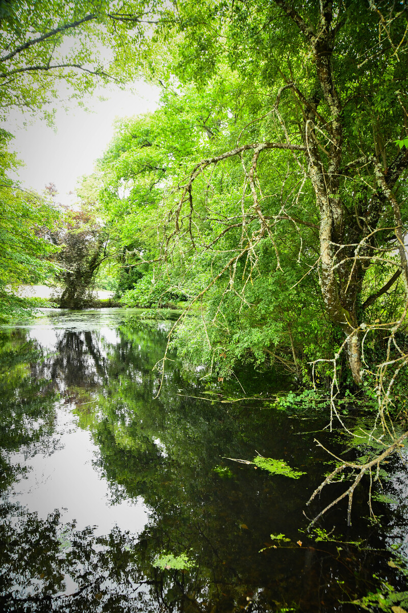 Gite du Pigeonnier, Mensignac - photo 4