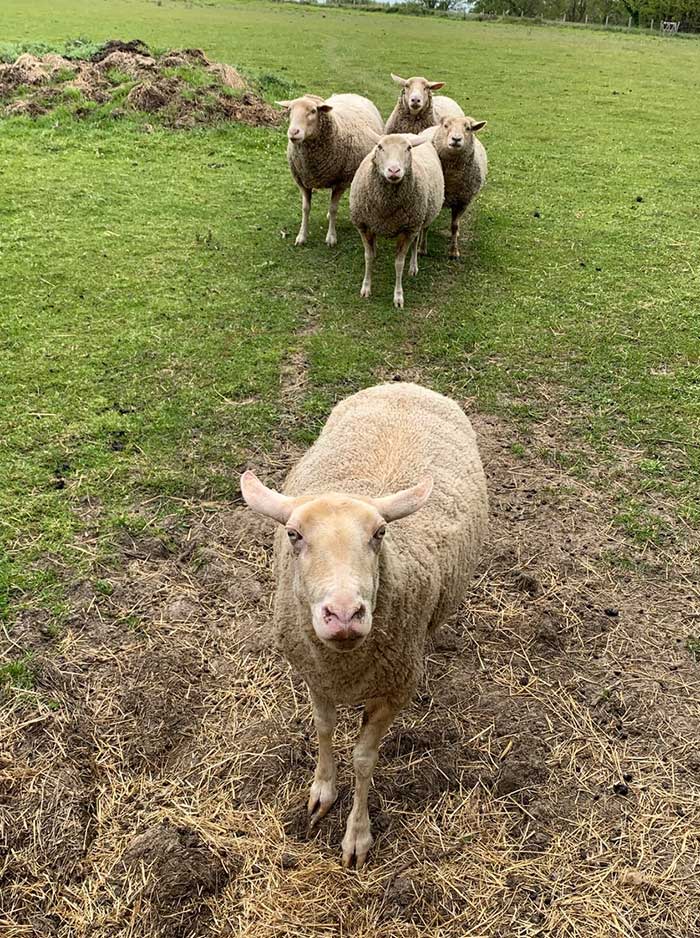 Gite La Terrière, Peyzac-le-Moustier - photo 10