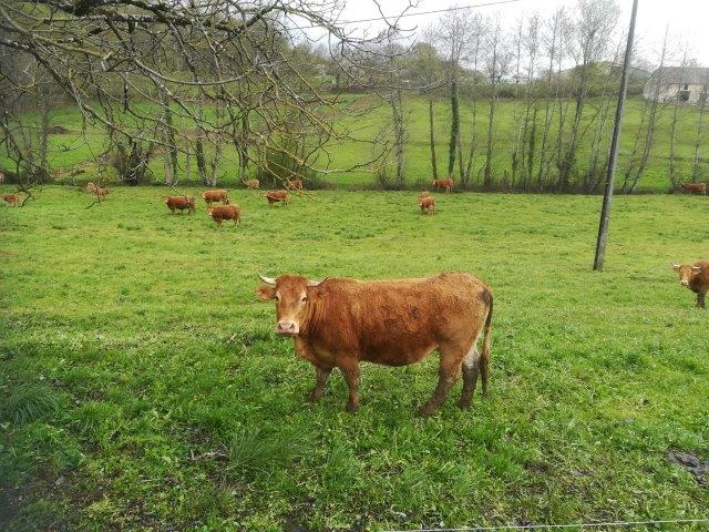 La belle Campagne, Granges-d'Ans - photo 15