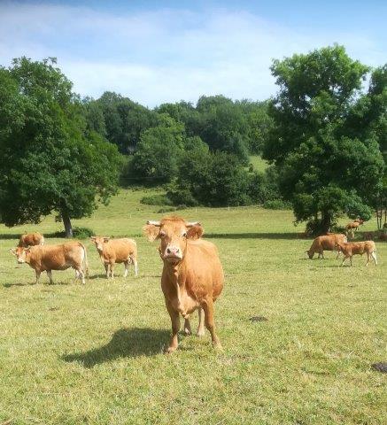 La belle Campagne, Granges-d'Ans - photo 10
