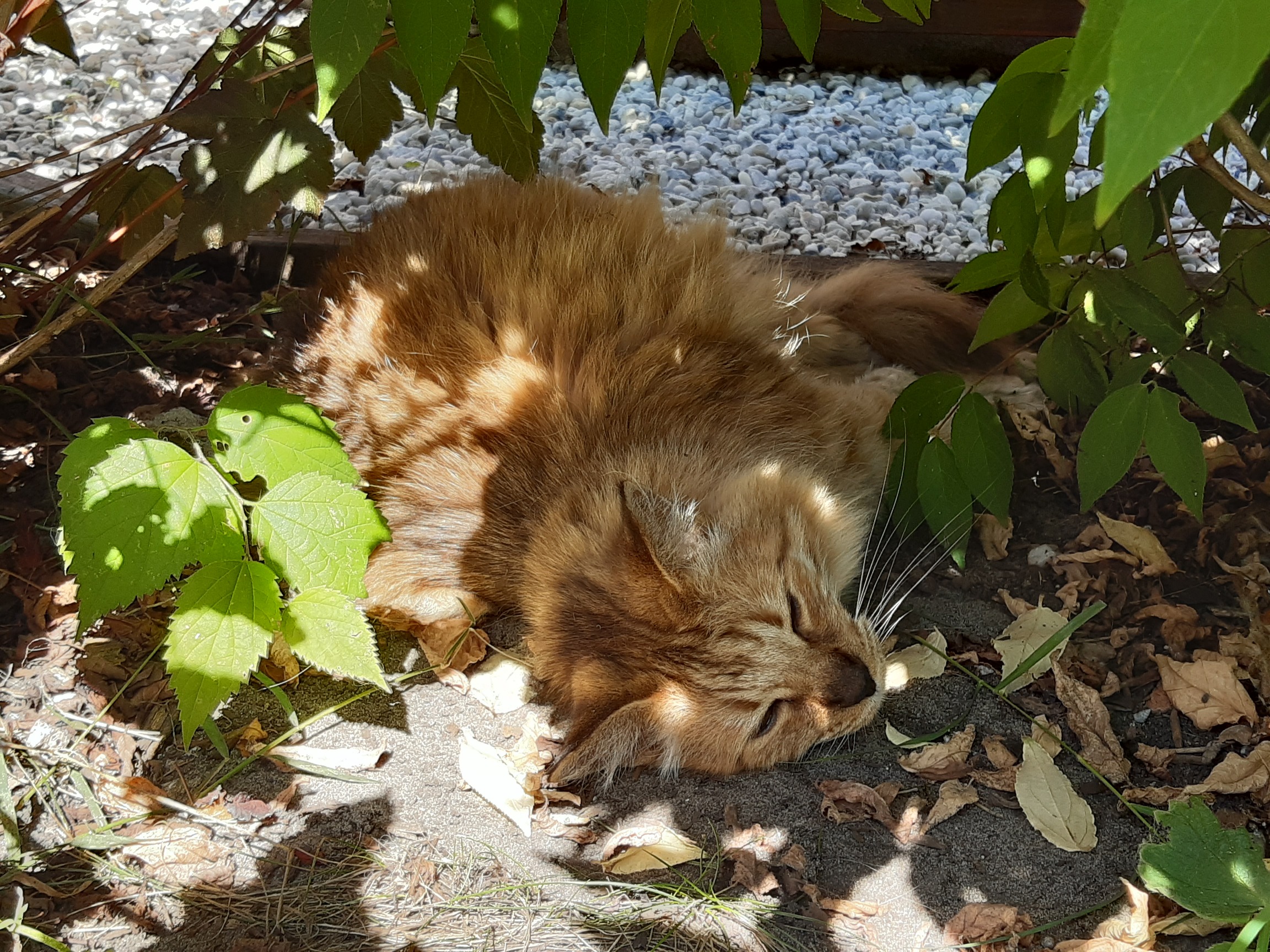 Gîte les Oiseaux de Préchac, Préchac - photo 7