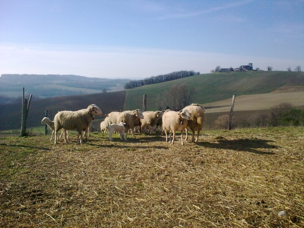 Gîte Ferme du Temple, Grateloup-Saint-Gayrand - photo 8
