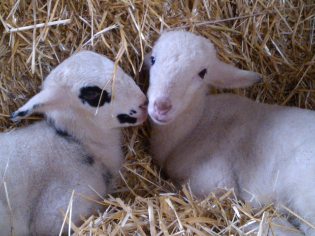 Gîte Ferme du Temple, Grateloup-Saint-Gayrand - photo 2