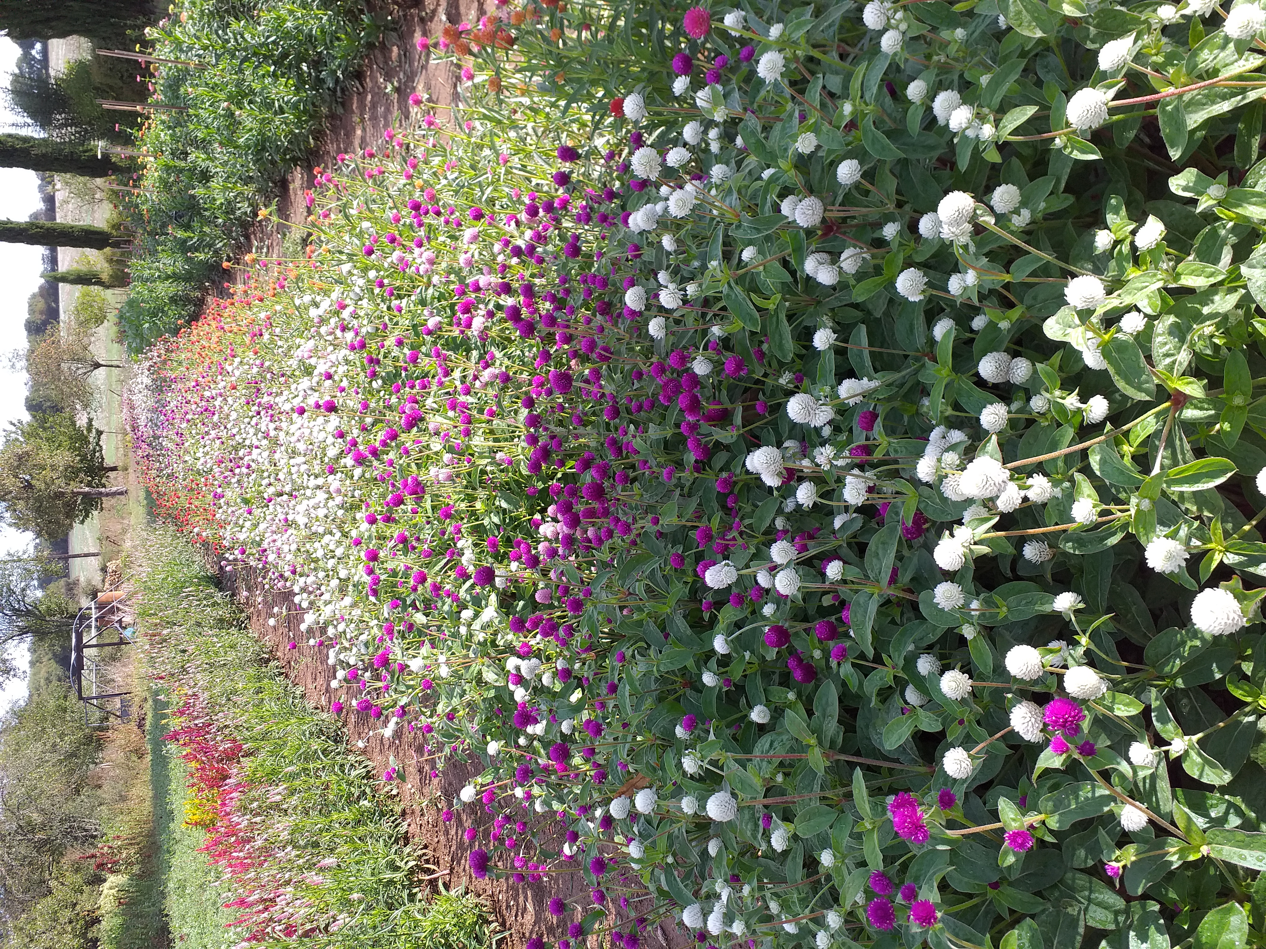 Beauchamp Ferme à Fleurs