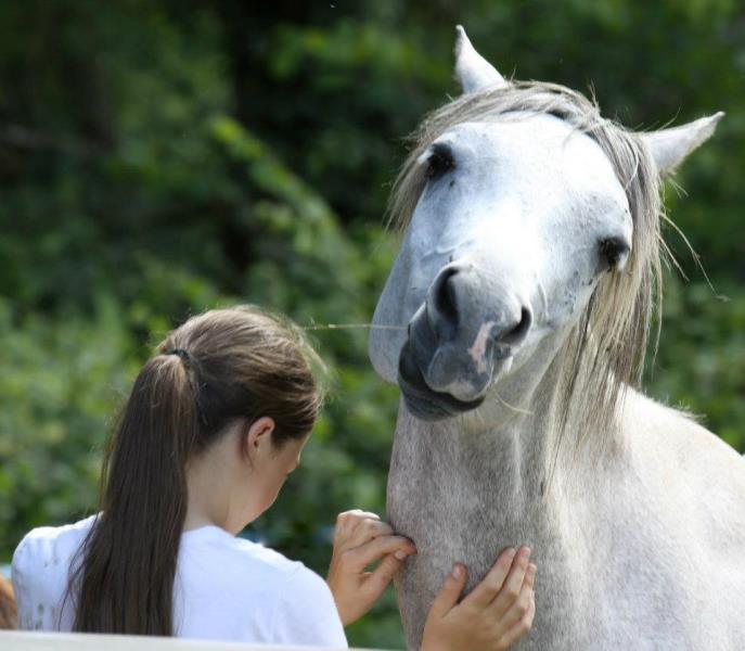 Goûter grattouilles au milieu des Chevaux Arabes