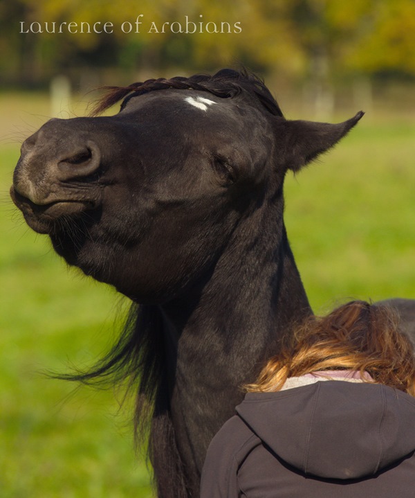 Goûter grattouilles au milieu des Chevaux Arabes