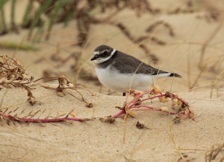 Réserve Ornithologique du Teich, Le Teich