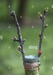 Sortie nature : Atelier greffage