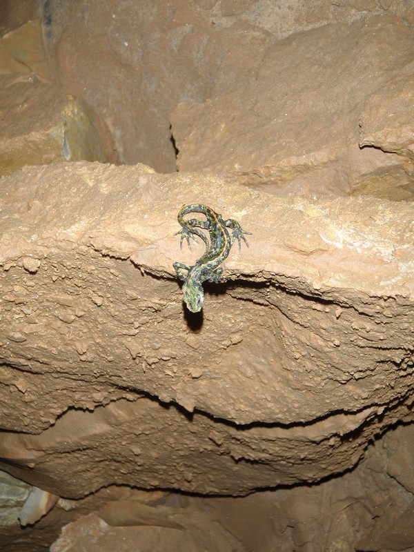 Grotte de Beaussac, Mareuil en Périgord - photo 4