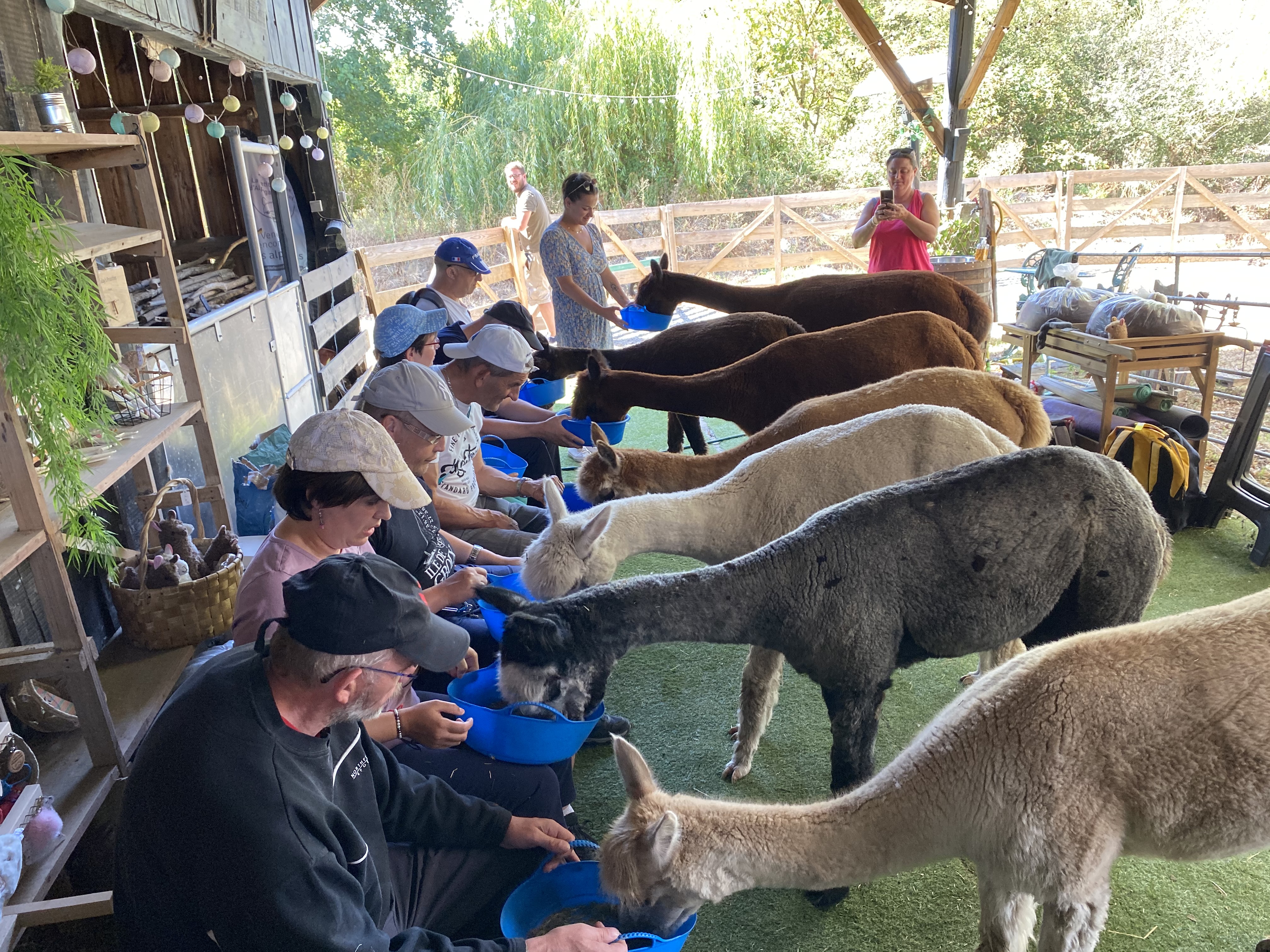 La Petite Ferme d'Alpagas Sanzay, Argentonnay - photo 8
