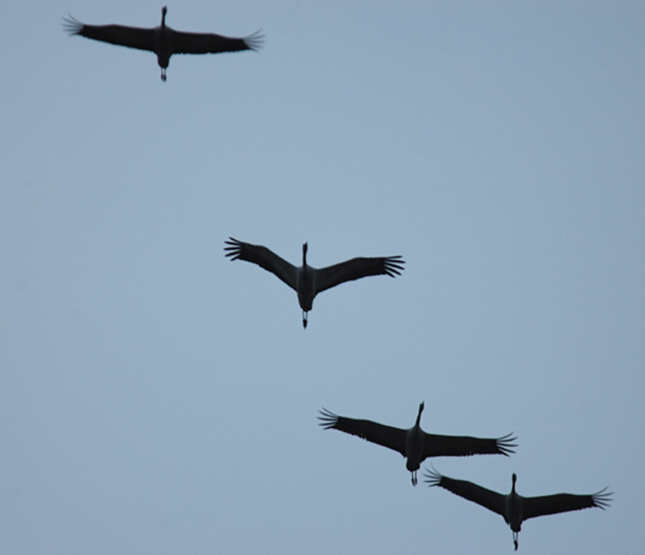 Grue cendrée et gastronomie landaise, Bourideys - photo 4