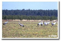 Observatoire de Bedade, Morcenx-la-Nouvelle