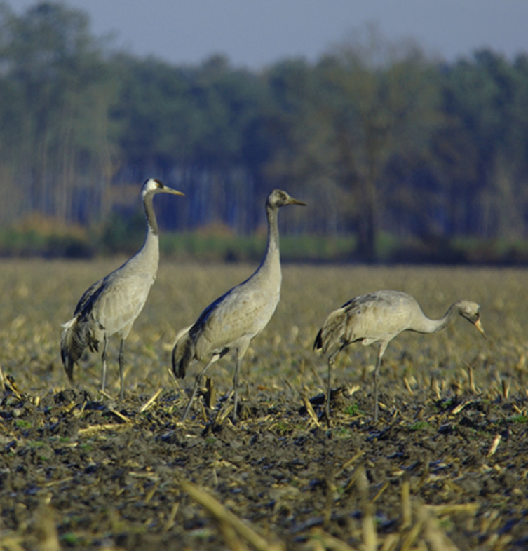  Grues Cendrées au Gaganage 
