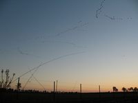 Grue cendrée et gastronomie landaise, Bourideys
