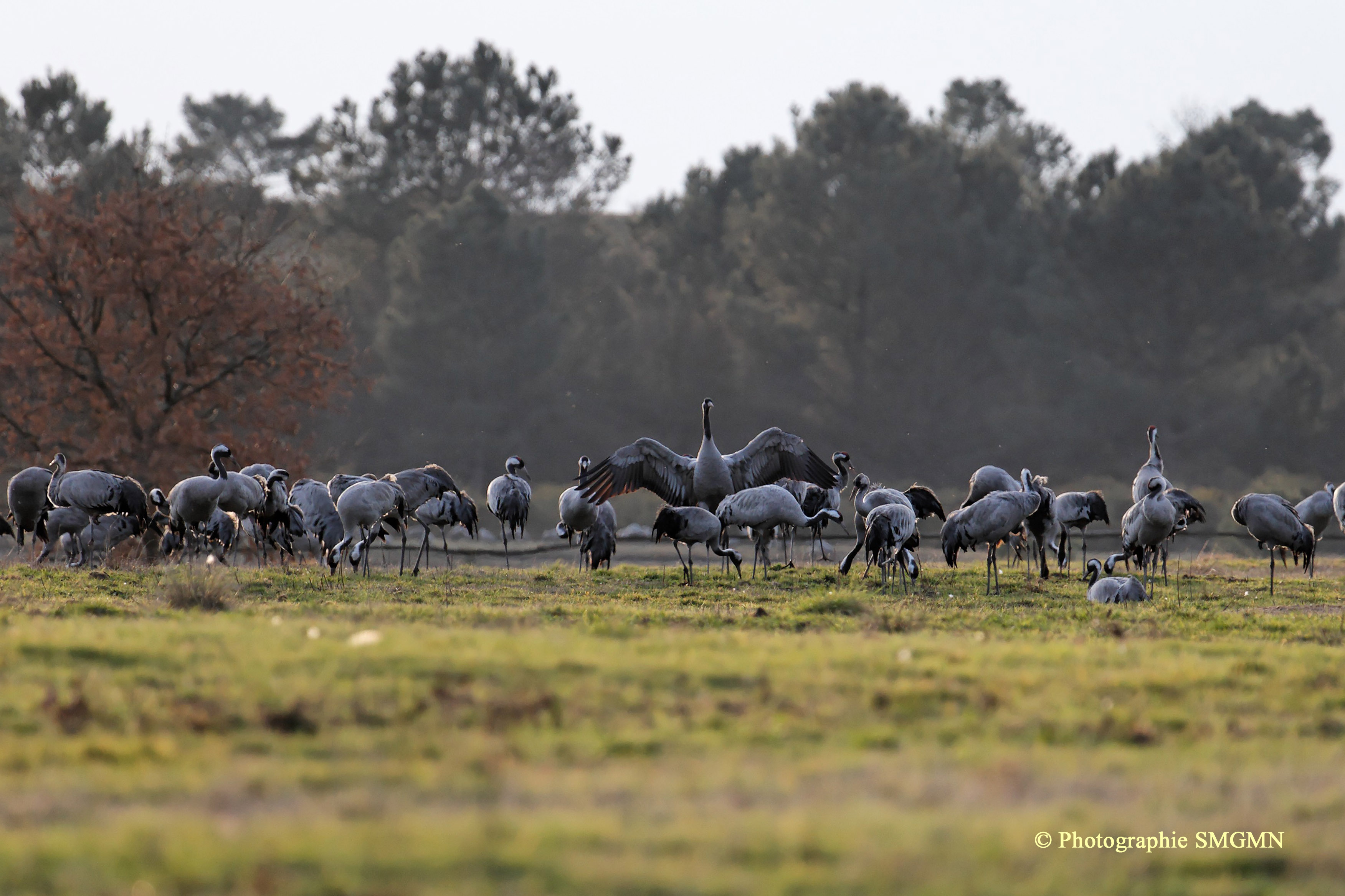 Clos du Carriou, Lesgor - photo 17