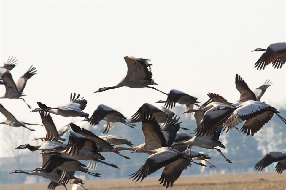Clos du Carriou, Lesgor - photo 11
