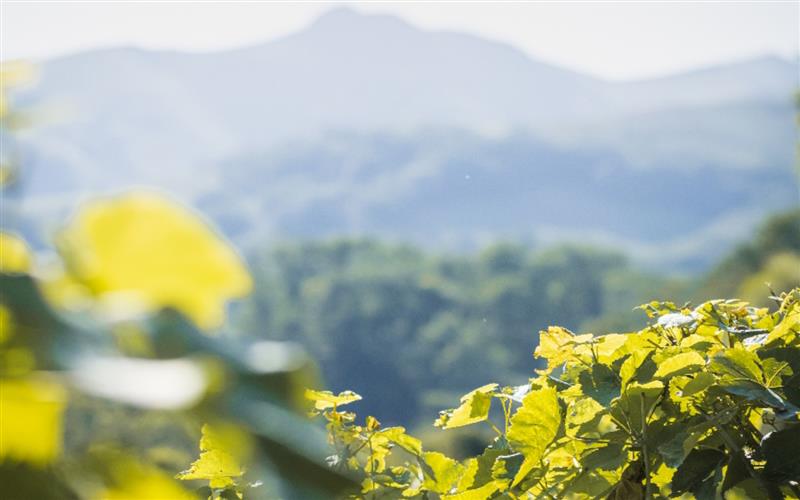 Domaine Gutizia 