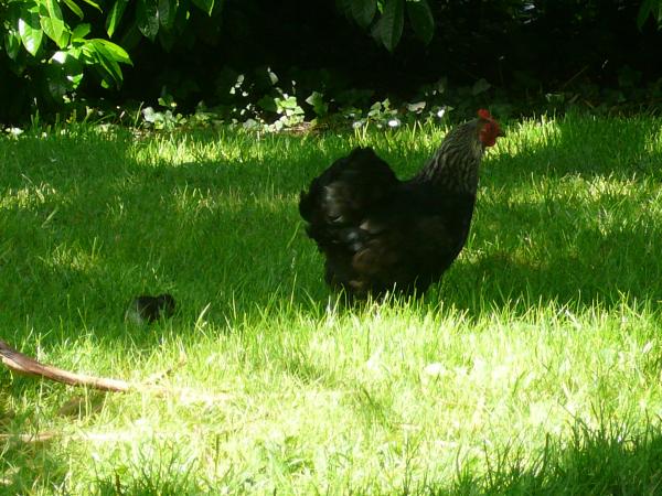 Gîte Hugues Cassany de Mazet, Villeneuve-sur-Lot - photo 5