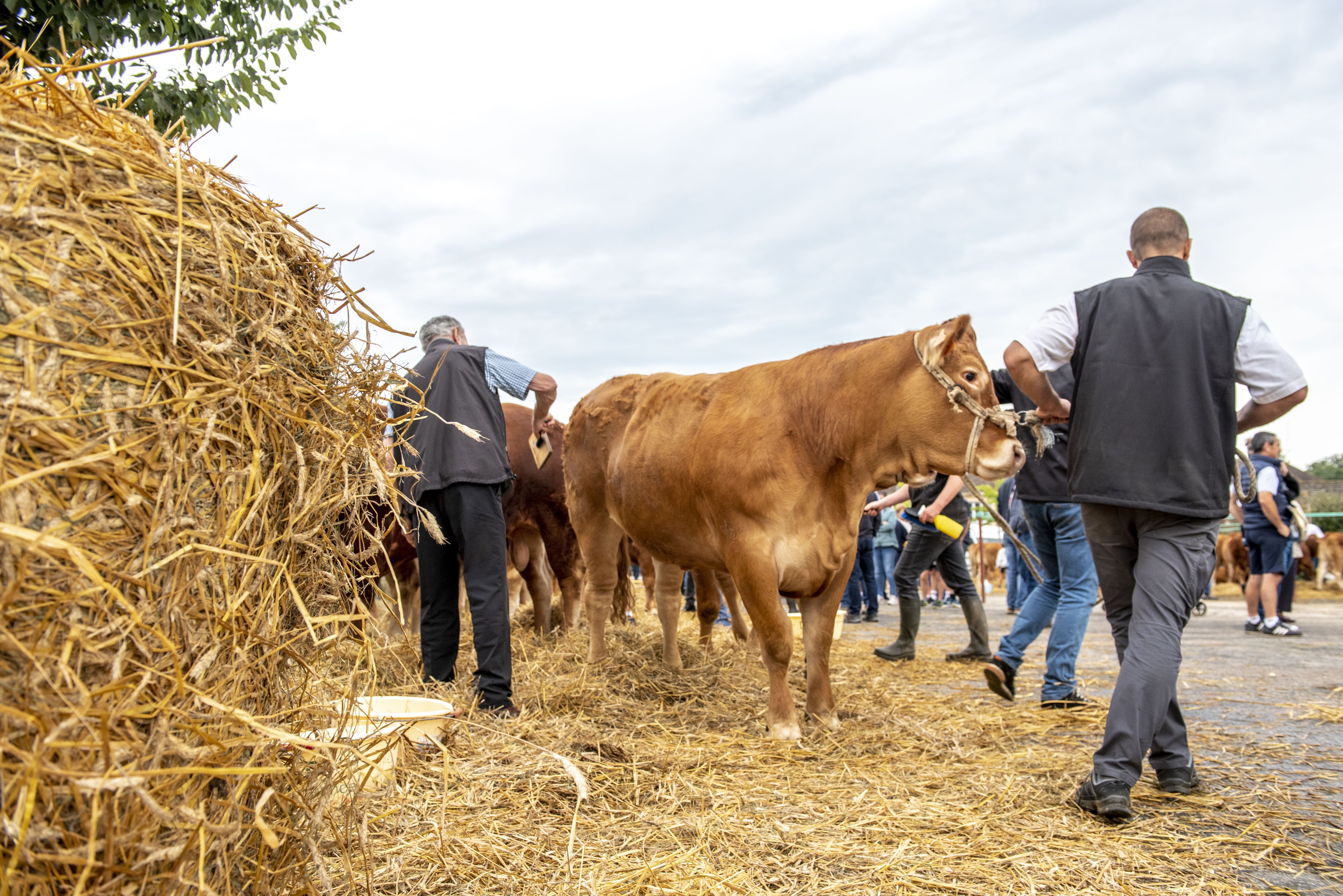 Comice agricole, Château-Chervix en fête!, Château-Chervix - photo 2