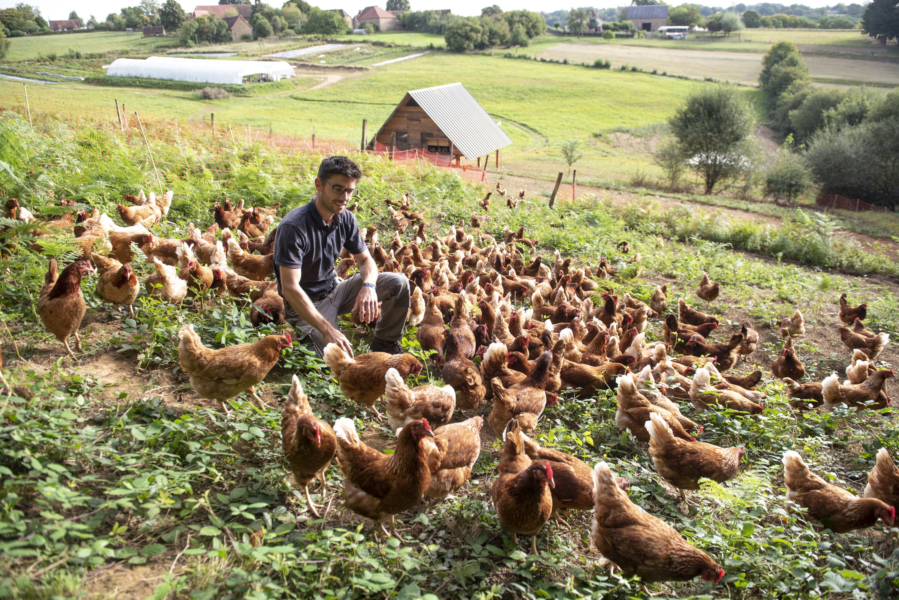Ferme agroecologique"Courgette et Poulette"