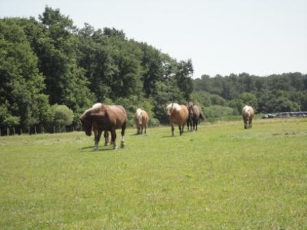 Maison BENESSE, Saint-Jean-de-Marsacq