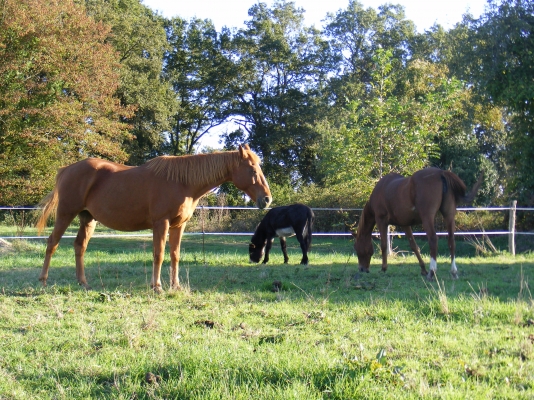 Chambres d' hôtes de charme la maison du bos - Chambre Blanche, Miramont-Sensacq - photo 17