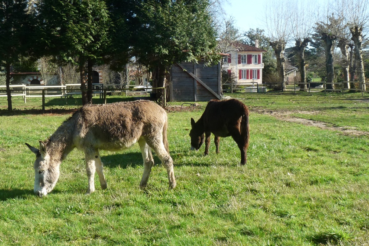 Domaine de Montfleury, Peyrehorade - photo 11