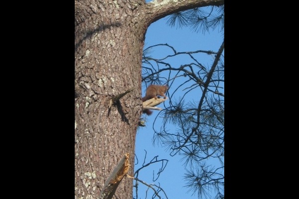 Gîte de charme landais,typique, esprit cabane résinier, Vielle-Saint-Girons - photo 14