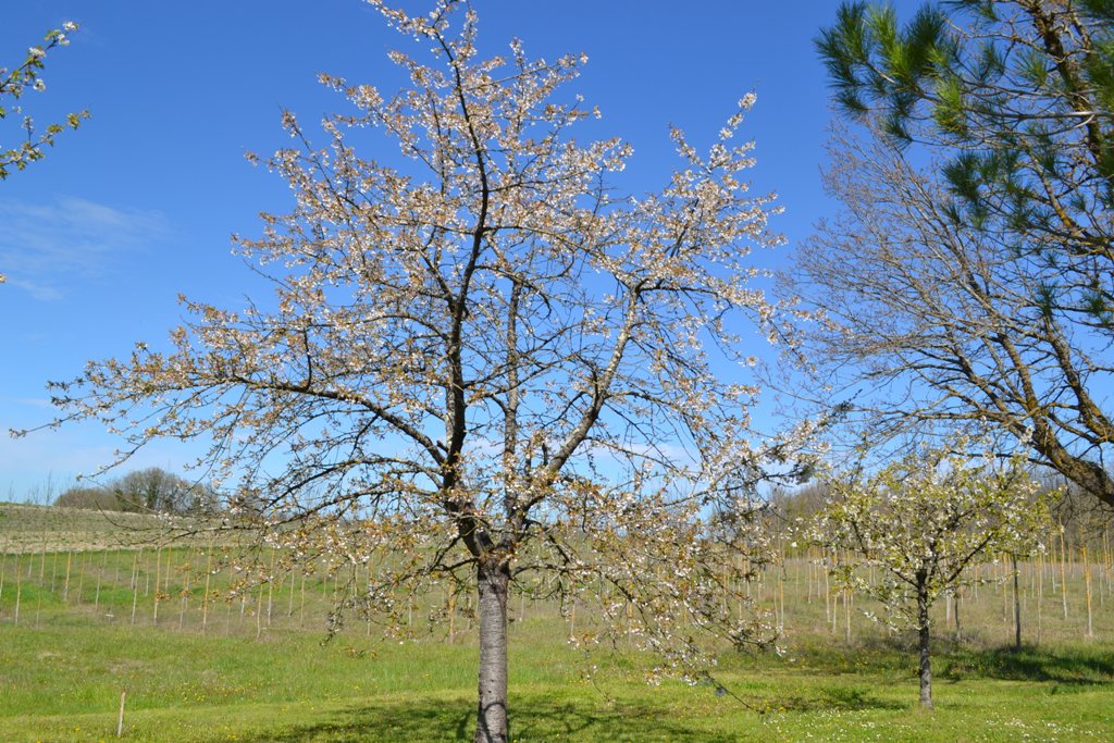 Gîte des frenes, Cavarc - photo 22