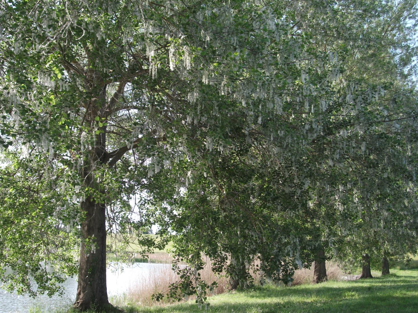 Gîte des frenes, Cavarc - photo 12