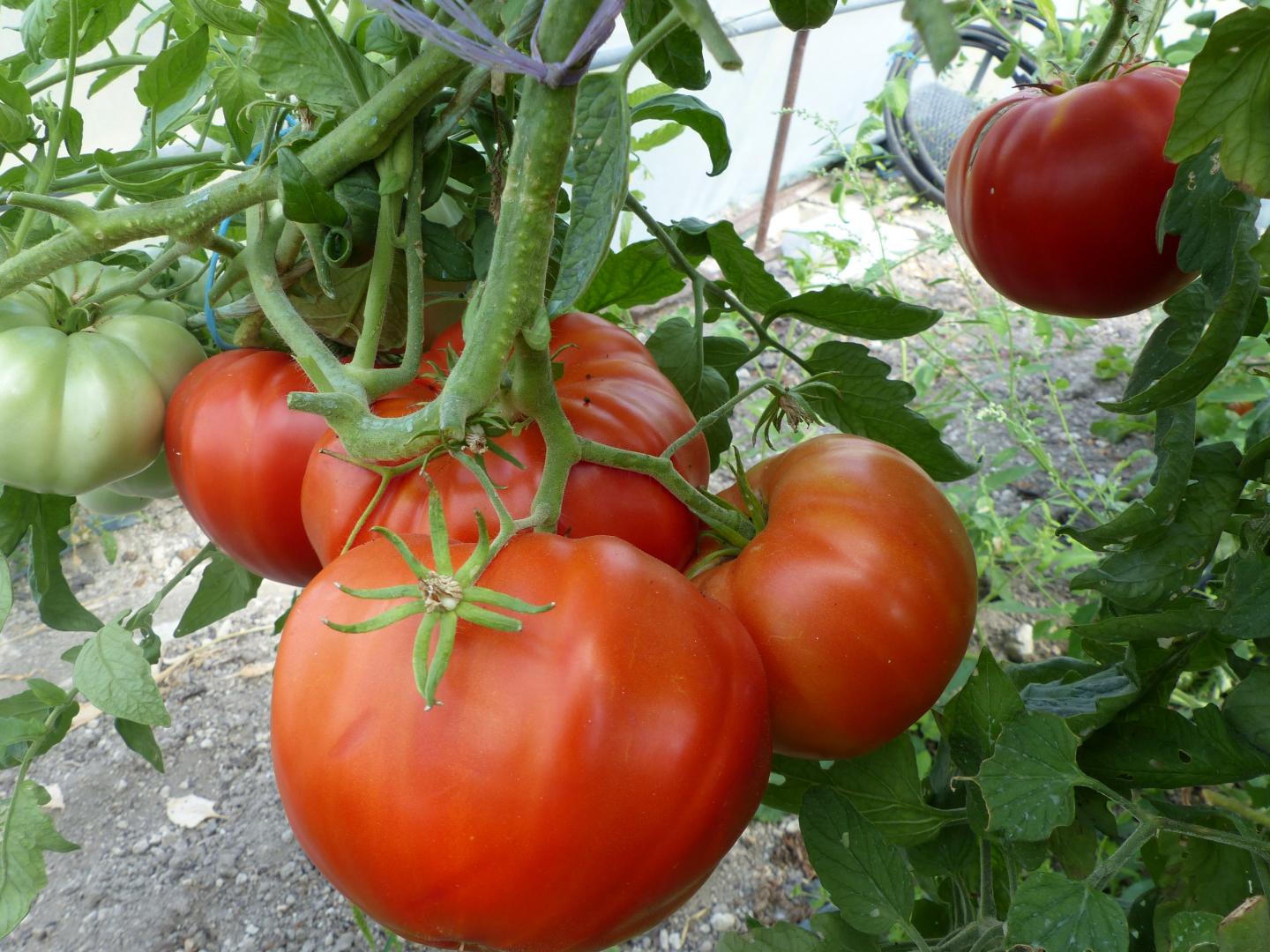 Gîte du gros chêne, Cavarc - photo 10