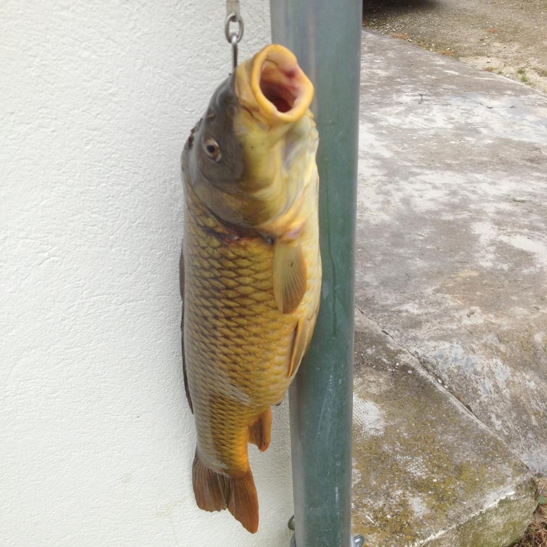 Gîte du gros chêne, Cavarc - photo 3