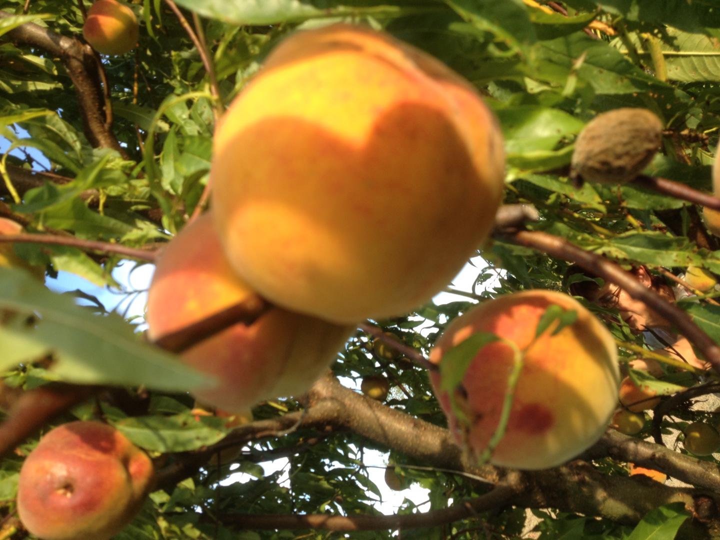 Gîte du gros chêne, Cavarc - photo 22