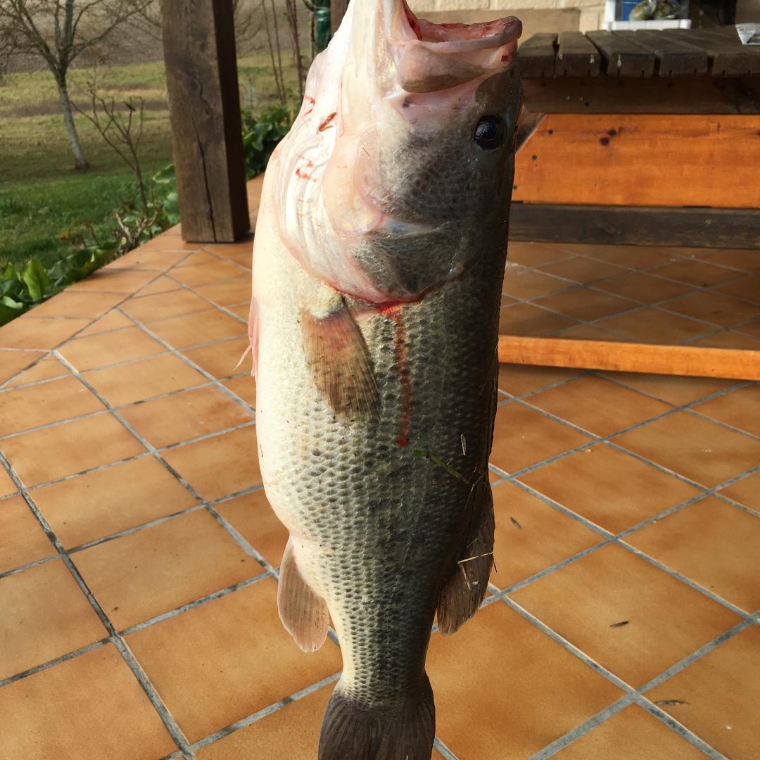 Gîte du gros chêne, Cavarc - photo 23