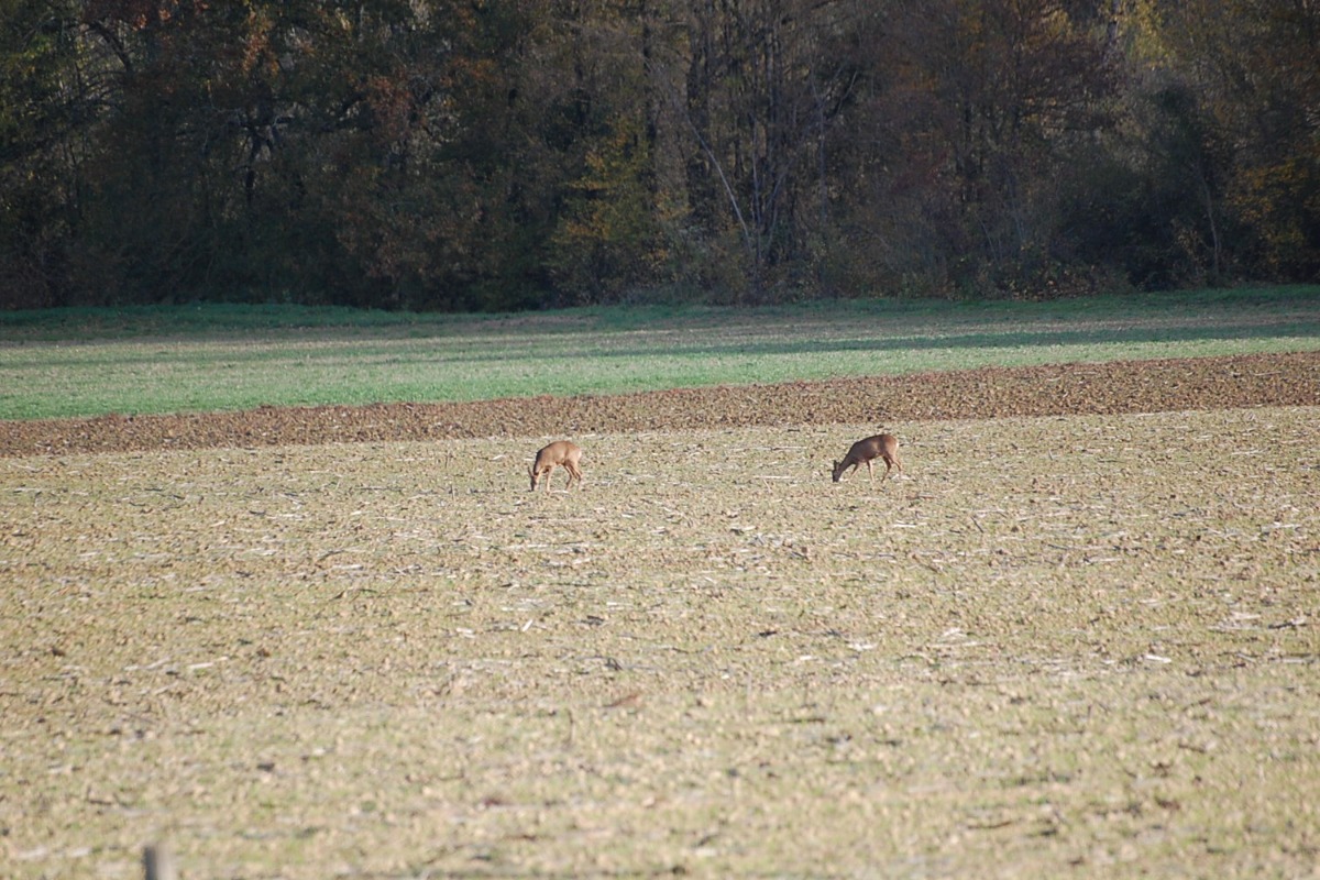 Chambres d'hôtes de Fresquet, Monclar - photo 3