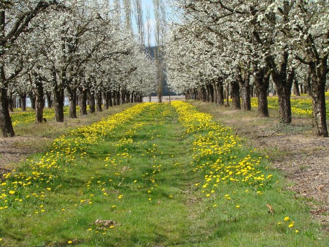 La Ferme des Tuileries, Fongrave - photo 3